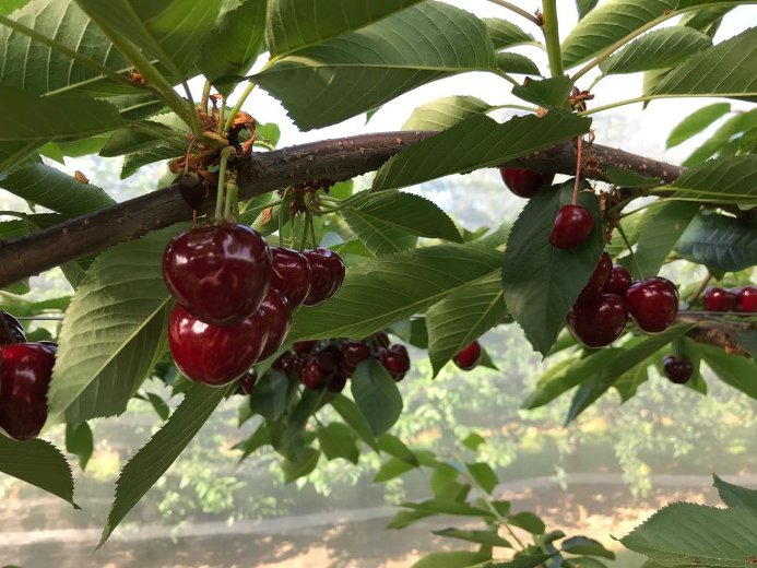 La ferme de Lullier - cerises