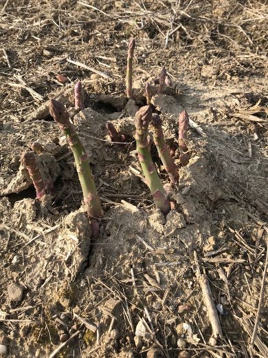 La ferme de Lullier - asperges